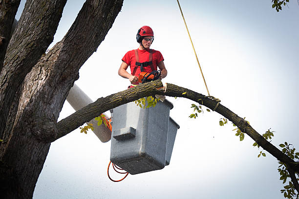 Reliable Hamilton, TX Tree Service Solutions